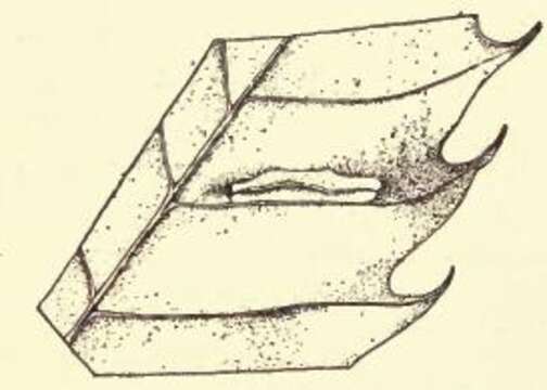 Image of Phyllonorycter kearfottella (Braun 1908)