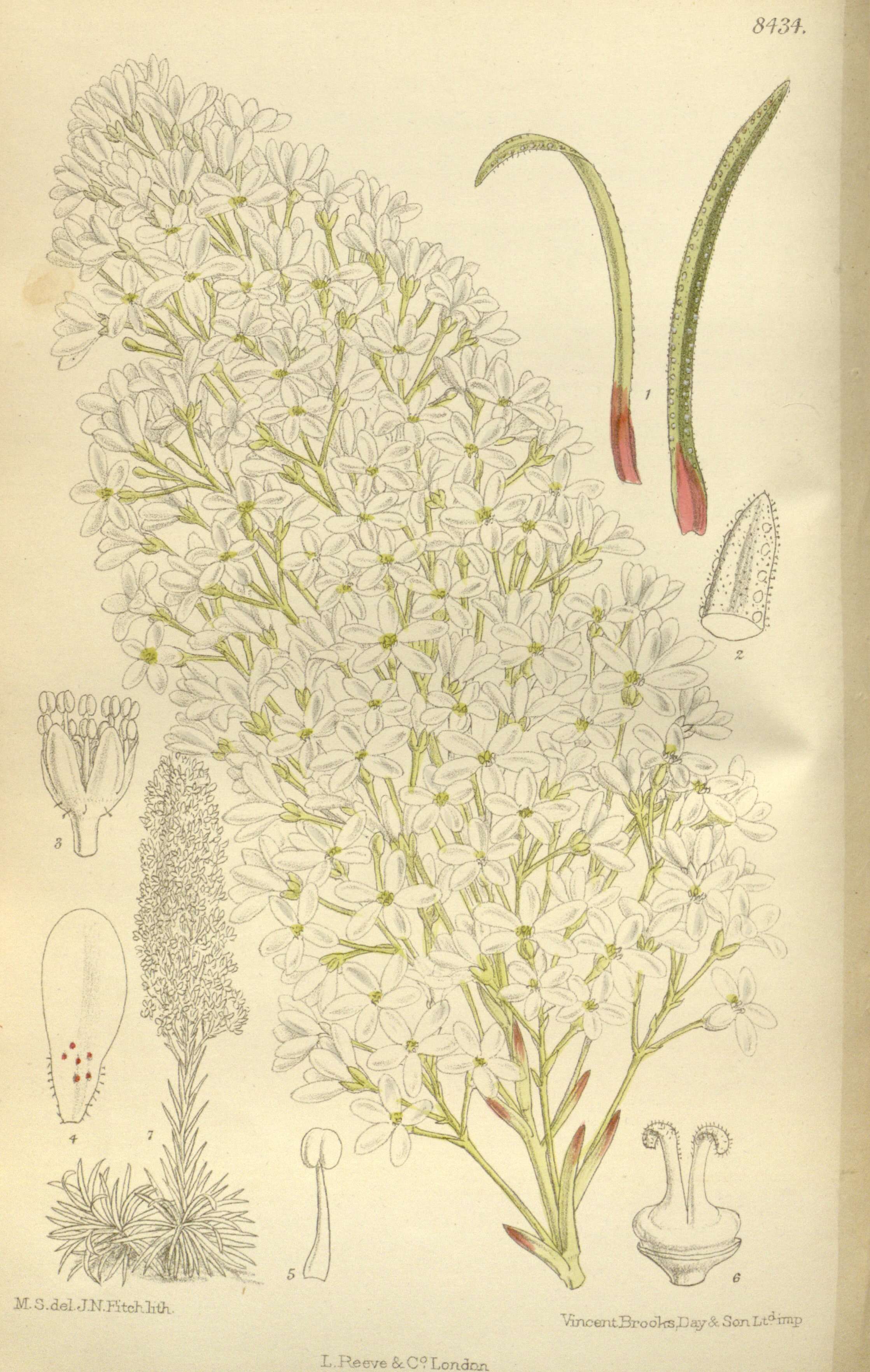 Image of Saxifraga callosa Sm.