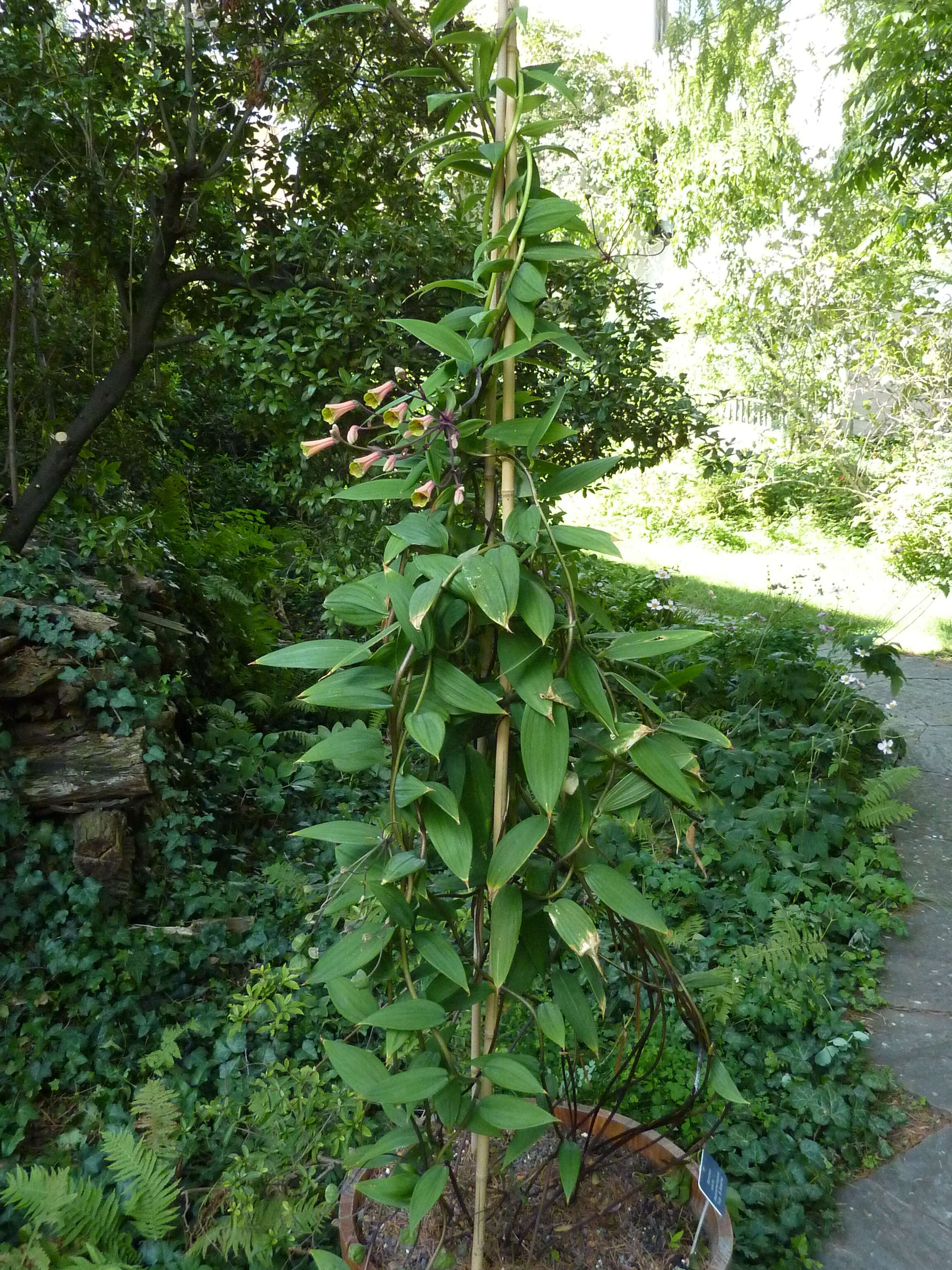 Image of Bomarea edulis (Tussac) Herb.