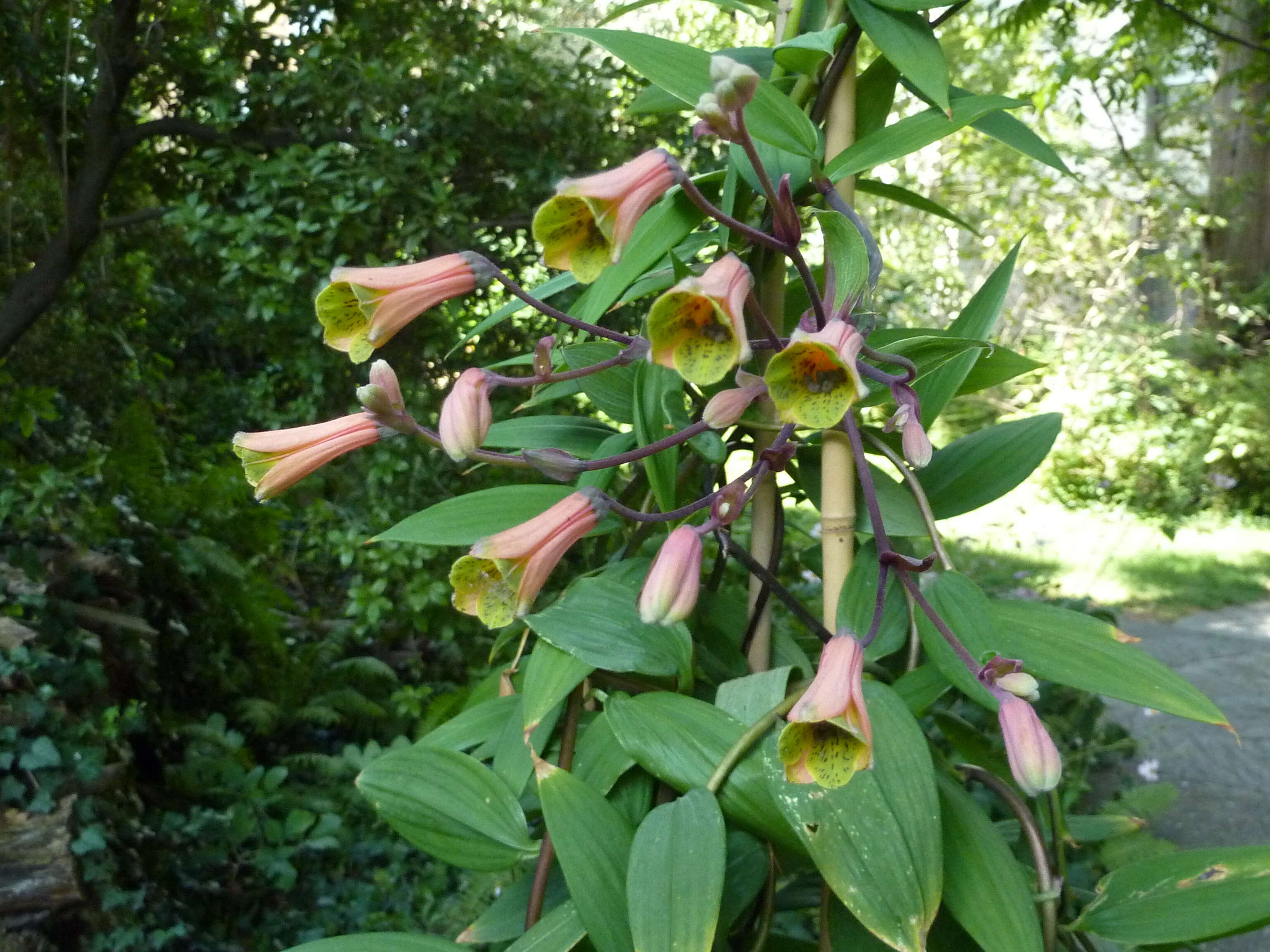 Image of Bomarea edulis (Tussac) Herb.