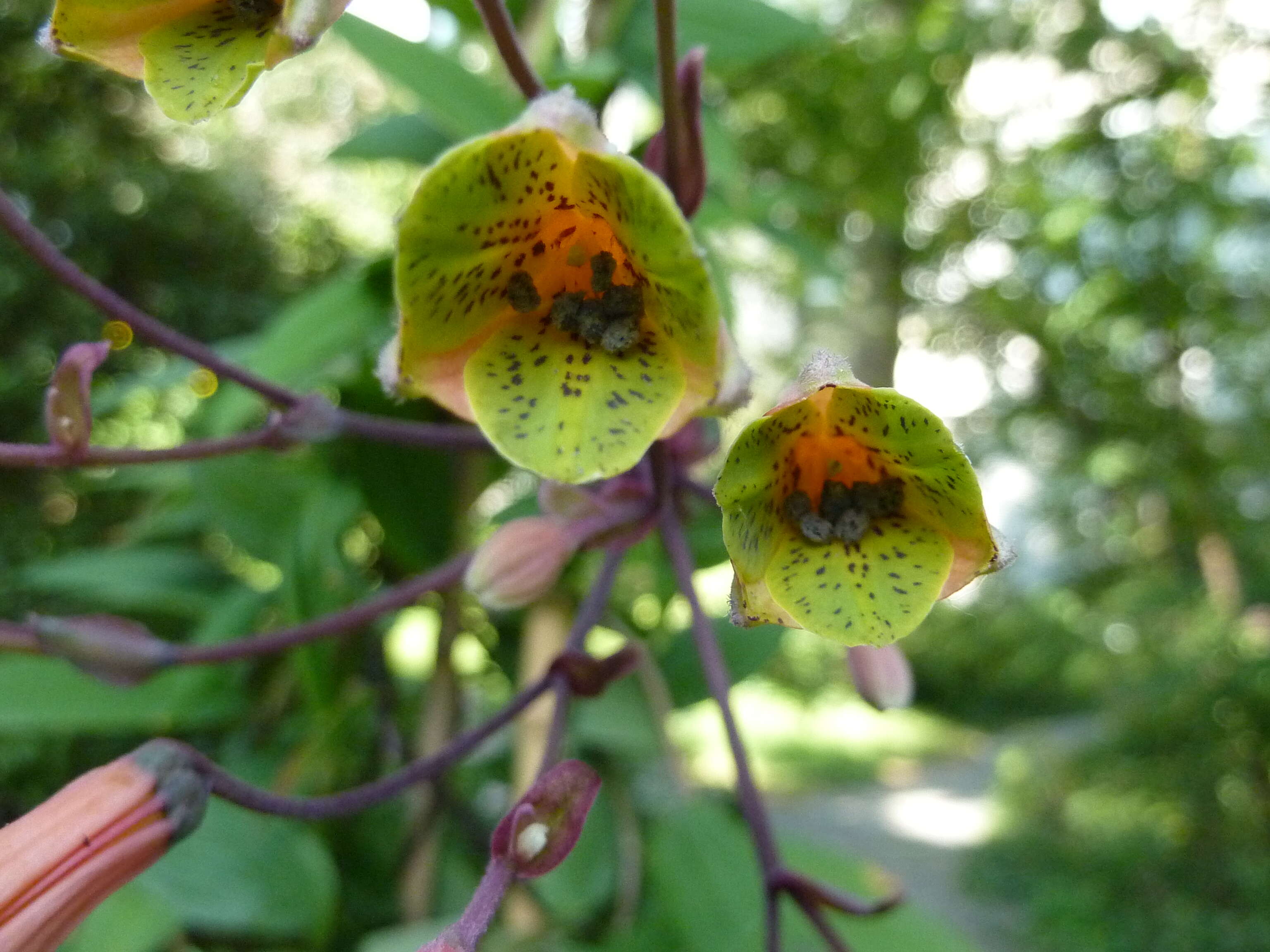 Image of Bomarea edulis (Tussac) Herb.