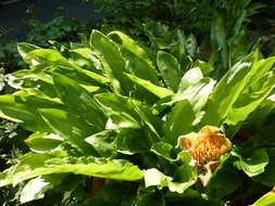 Image of Scadoxus membranaceus (Baker) Friis & Nordal