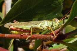 Melanoplus yarrowii (Thomas & C. 1875)的圖片