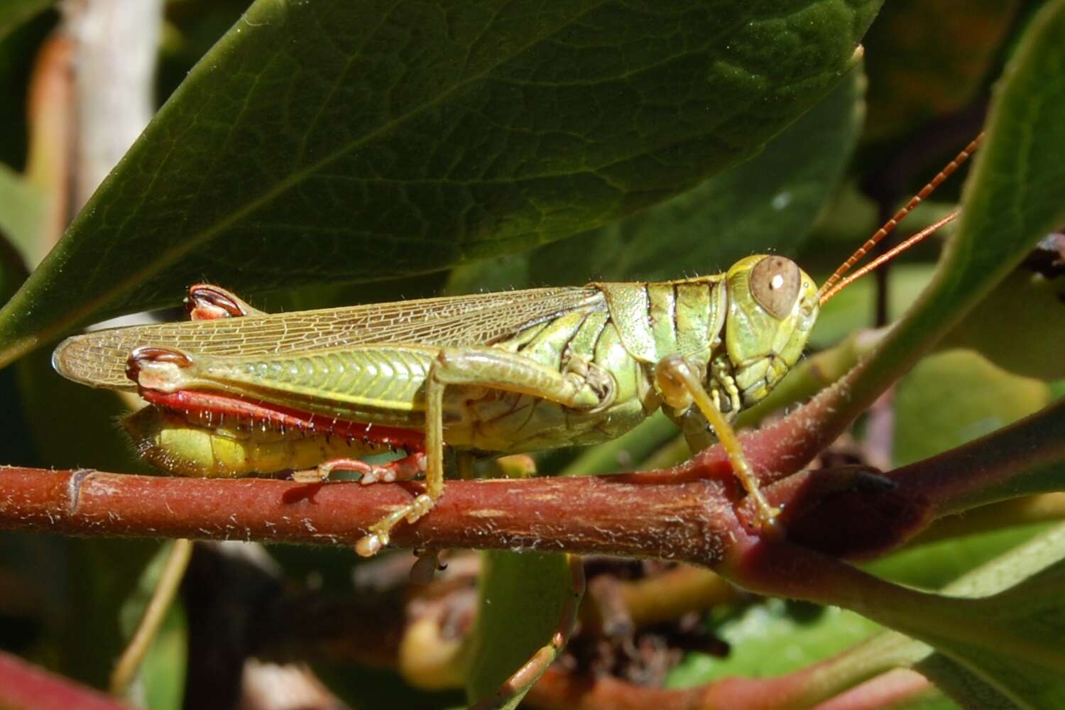 Слика од Melanoplus yarrowii (Thomas & C. 1875)