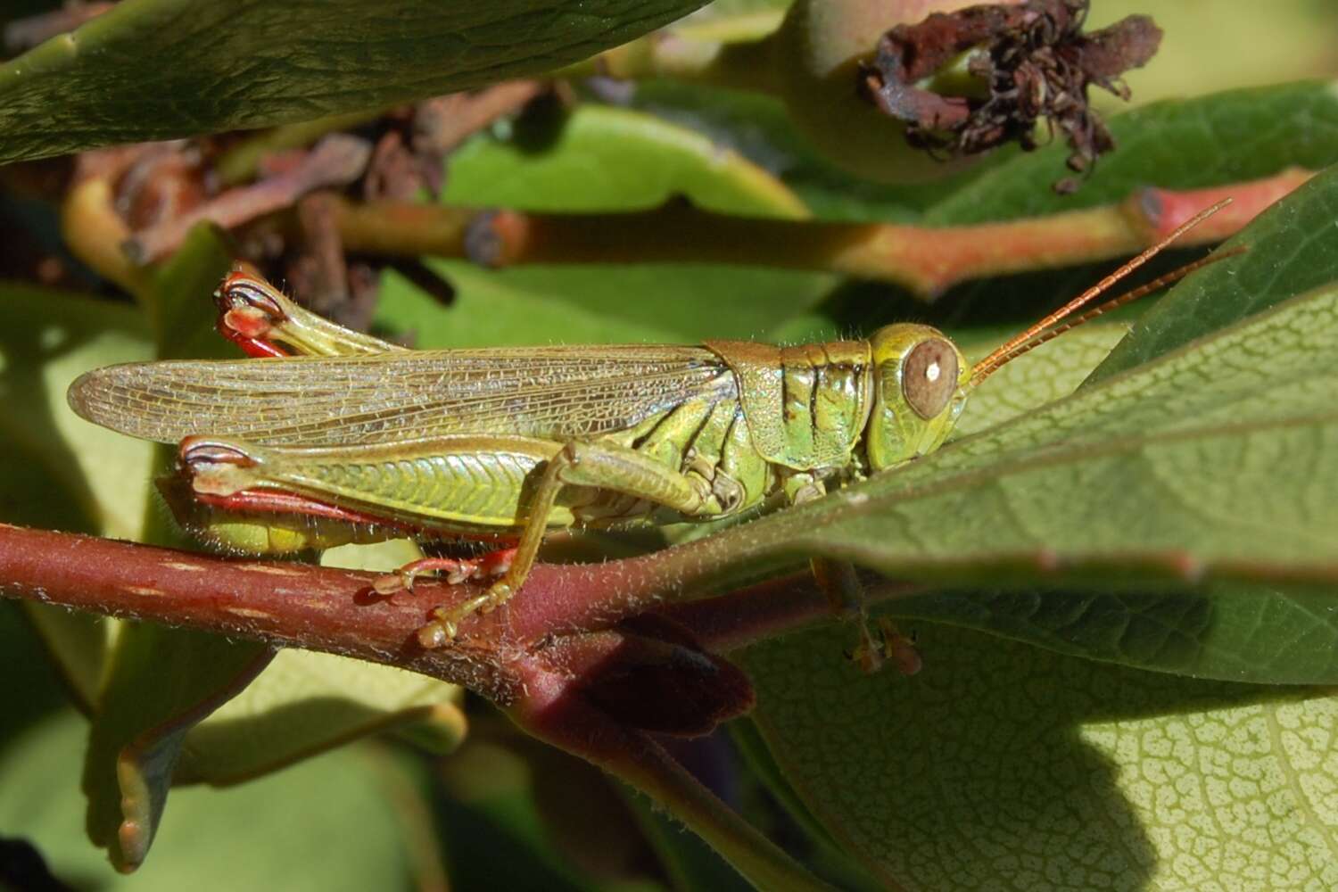 Melanoplus yarrowii (Thomas & C. 1875)的圖片