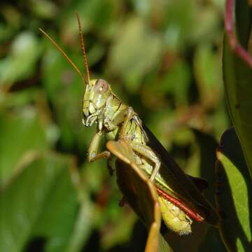 Слика од Melanoplus yarrowii (Thomas & C. 1875)