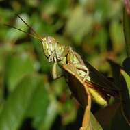 Melanoplus yarrowii (Thomas & C. 1875)的圖片