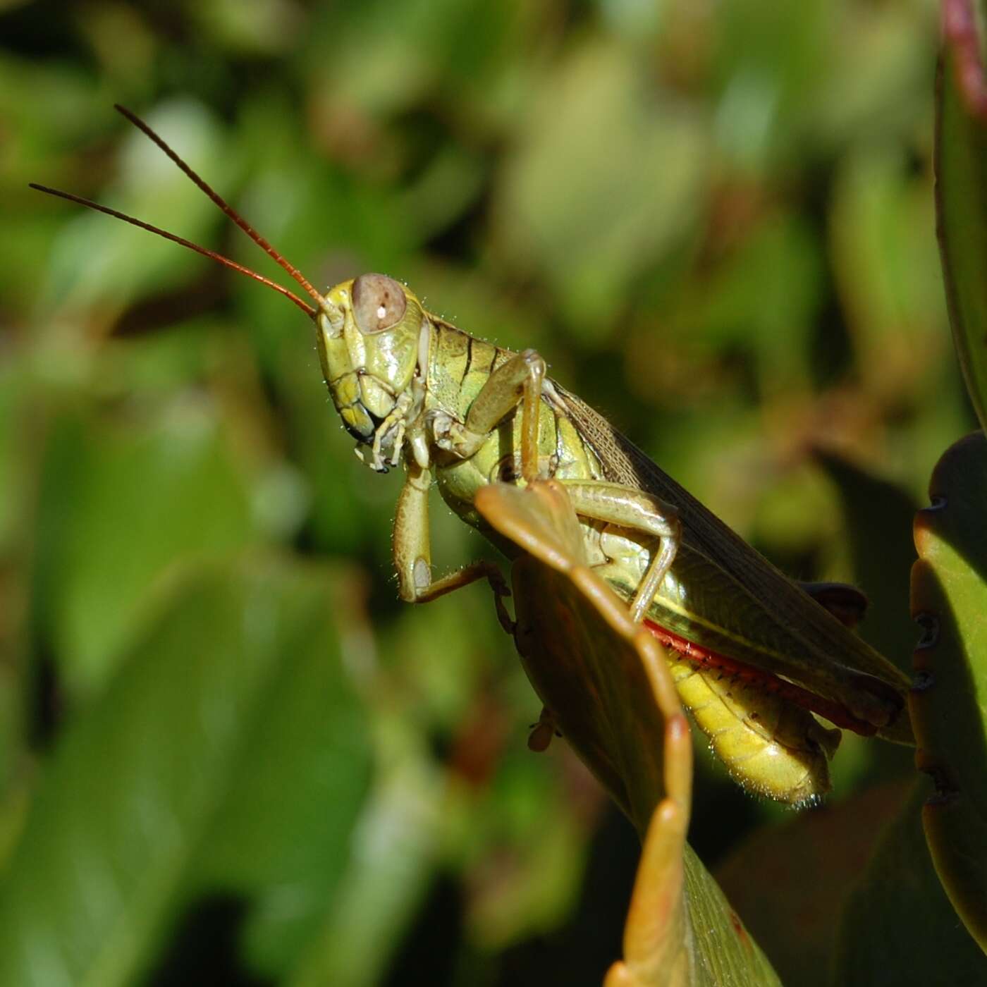 Слика од Melanoplus yarrowii (Thomas & C. 1875)