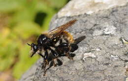 Image of Laphria flava (Linnaeus 1761)