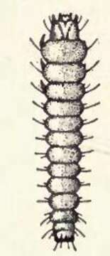 Plancia ëd Phyllonorycter lucidicostella (Clemens 1859)