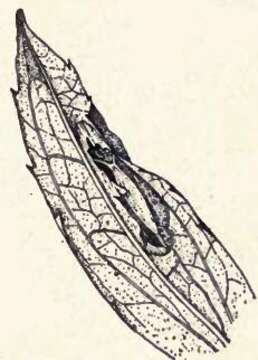 Image of Goldenrod Leaf Miner