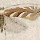 Image of Cameraria leucothorax (Walsingham 1907)
