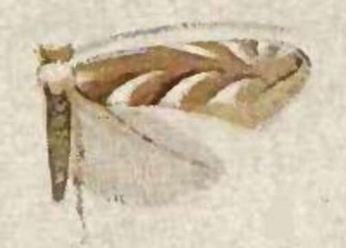 Image of Cameraria leucothorax (Walsingham 1907)