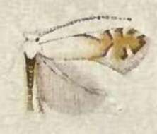 Image de Phyllonorycter clemensella (Chambers 1871)