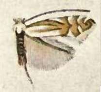 Phyllonorycter albanotella (Chambers 1875) resmi