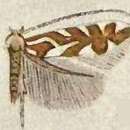 Image of Phyllonorycter insignis (Walsingham 1889)