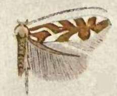 Image of Phyllonorycter insignis (Walsingham 1889)