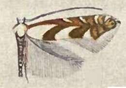 Image of Phyllonorycter hagenii (Frey & Boll 1873)