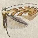 Image of Phyllonorycter arbutusella (Braun 1908)