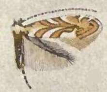 Image of Phyllonorycter arbutusella (Braun 1908)