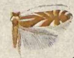 Image of Phyllonorycter rileyella (Chambers 1875)