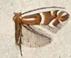 Image of Phyllonorycter martiella (Braun 1908)