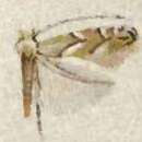 Image of Phyllonorycter diaphanella (Frey & Boll 1878)