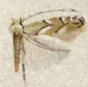 Image of Phyllonorycter diaphanella (Frey & Boll 1878)