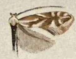 Image of Phyllonorycter scudderella (Frey & Boll 1873)