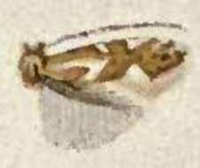 Image de Phyllonorycter deceptusella (Chambers 1879)