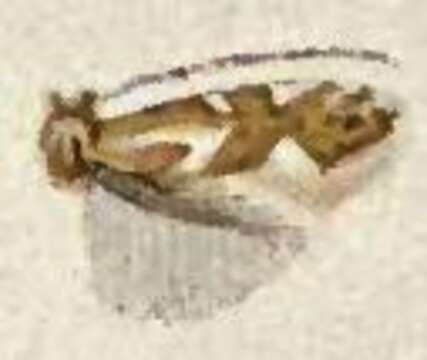 Image de Phyllonorycter deceptusella (Chambers 1879)