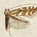 Image of Phyllonorycter alnicolella (Walsingham 1889)
