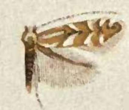 Plancia ëd Phyllonorycter alnicolella (Walsingham 1889)