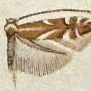 Image of Phyllonorycter incanella (Walsingham 1889)