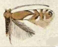 Image of Phyllonorycter aeriferella (Clemens 1859)