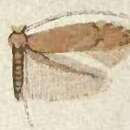 Image of Phyllonorycter obsoleta (Frey & Boll 1873)