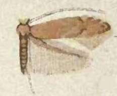 Image of Phyllonorycter obsoleta (Frey & Boll 1873)