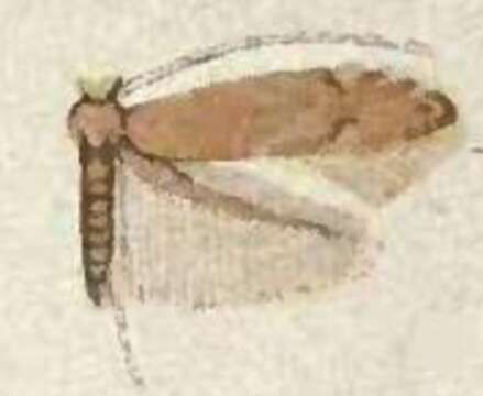 Image of Phyllonorycter obsoleta (Frey & Boll 1873)