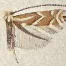 Image of Phyllonorycter apicinigrella (Braun 1908)