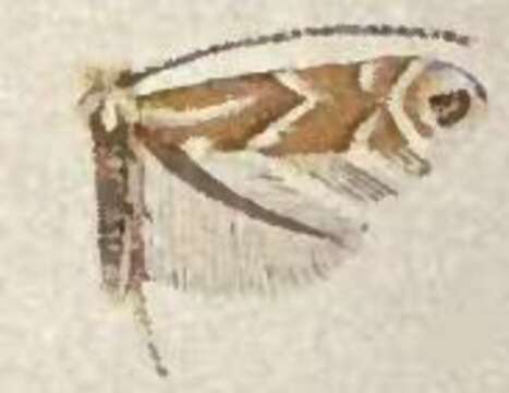 Image of Phyllonorycter apicinigrella (Braun 1908)