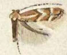 Image of Phyllonorycter celtisella (Chambers 1871)