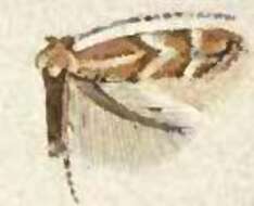 Imagem de Phyllonorycter celtisella (Chambers 1871)