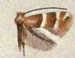 Image of Phyllonorycter symphoricarpaeella (Chambers 1875)