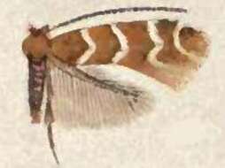 Sivun Phyllonorycter mariaeella (Chambers 1875) kuva