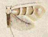 Image de Phyllonorycter tiliacella (Chambers 1871)