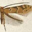 صورة Phyllonorycter fragilella (Frey & Boll 1878)