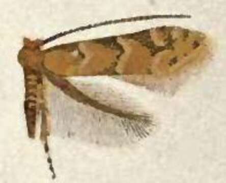 صورة Phyllonorycter fragilella (Frey & Boll 1878)