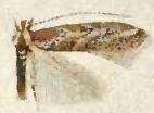 صورة Phyllonorycter celtifoliella (Chambers 1871)