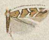 Image of Cameraria nemoris (Walsingham 1889)