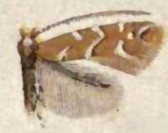 Image of Cameraria fletcherella (Braun 1908)